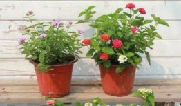 天津烟草厂爆料视频最新,揭秘烟草生产黑幕